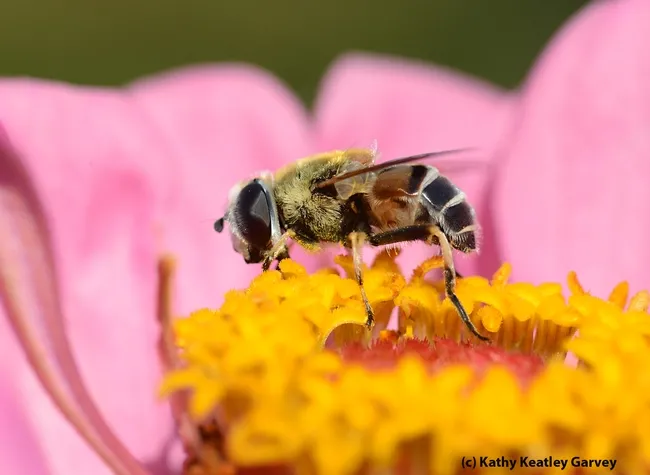 Side view of an Eristalis. (Photo by Kathy Keatley Garvey)
