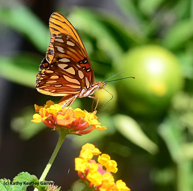On its underside, the Gulf Fritillary is spangled in iridescent silver. (Photo by Kathy Keatley Garvey)