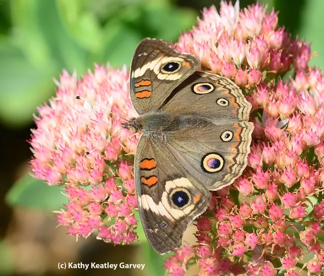 Buckeye (Junonia coenia) spreads its wings on sedum. (Photo by Kathy Keatley Garvey)