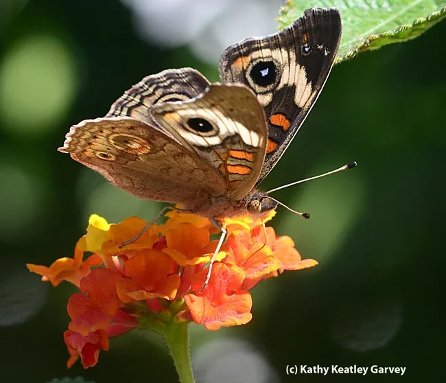 Buckeye ready to flutter away. (Photo by Kathy Keatley Garvey)