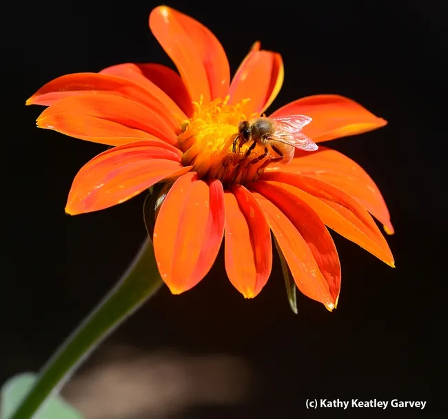 Honey bee nectaring Mexican sunflower (Tithonia) at the Haagen-Dazs Honey Bee Haven, UC Davis. (Photo by Kathy Keatley Garvey)