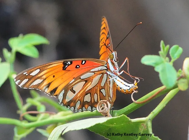 The egg emerges. (Photo by Kathy Keatley Garvey)