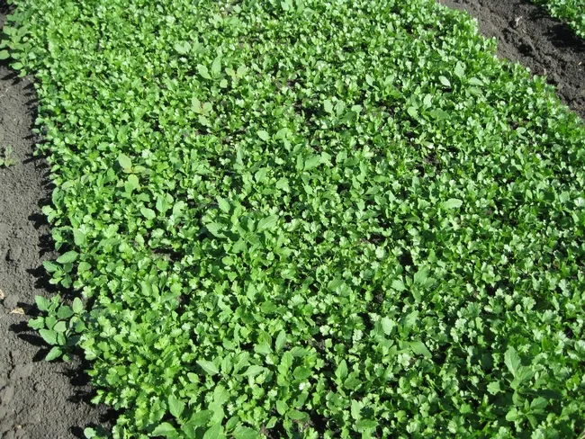 bensulide preemergence 4.0 lb a.i./A