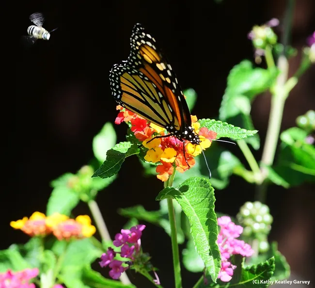 Monarch butterfly nectaring lantana, while a digger bee, Anthophora urbana, heads toward it. (Photo by Kathy Keatley Garvey)