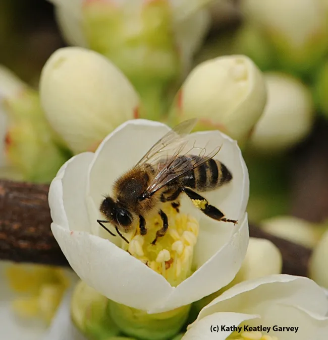 Honey bee on a white flowering quince, Chaenomeles speciosa "Contorta." (Photo by Kathy Keatley Garvey)