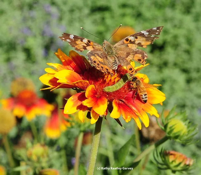 If two is company, is three a crowd? Painted Lady, honey bee and Noctuid caterpillar on blanket flower. (Photo by Kathy Keatley Garvey)