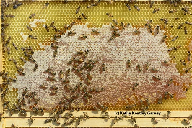 Bee observation hive will be one of the attractions at the Bohart Museum of Entomology open house. (Photo by Kathy Keatley Garvey)