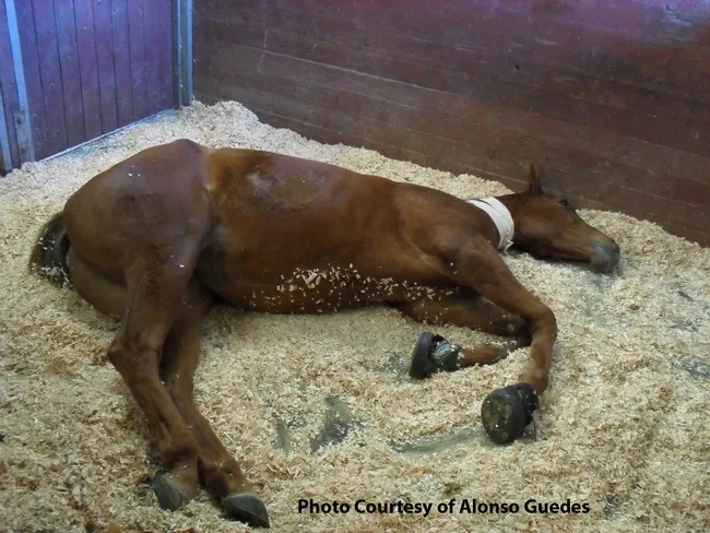 BEFORE: Hulahalla, a three-year-old thoroughbred filly with acute laminitis in both front feet. She refused to stand up. (Photo courtesy of Alonso Guedes)