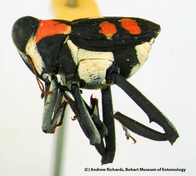 This species, from genus Macrocopturus, is waiting to be described. And waiting for a name. (Photo by Andrew Richards)