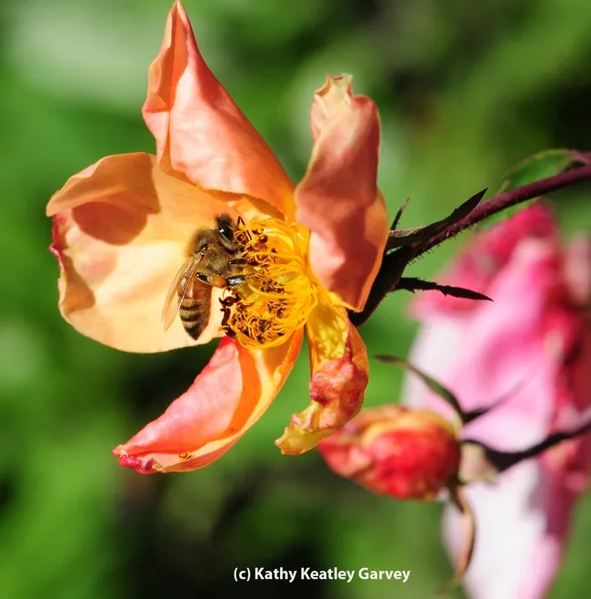 ONE: A sole honey bee visits a rose. (Photo by Kathy Keatley Garvey)