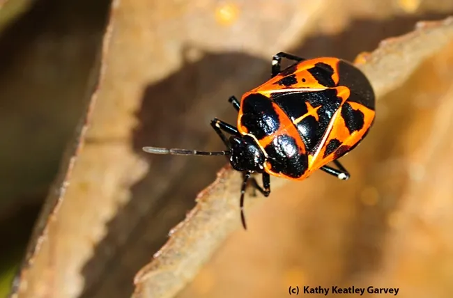 Harlequin bug wandering around on passion flower vine. (Photo by Kathy Keatley Garvey)