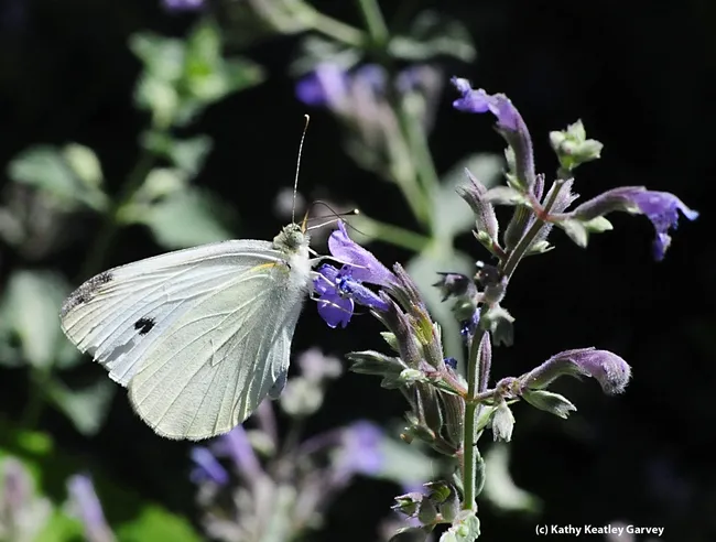 Close-up of cabbage white butterfly in mid-2012. (Photo by Kathy Keatley Garvey)