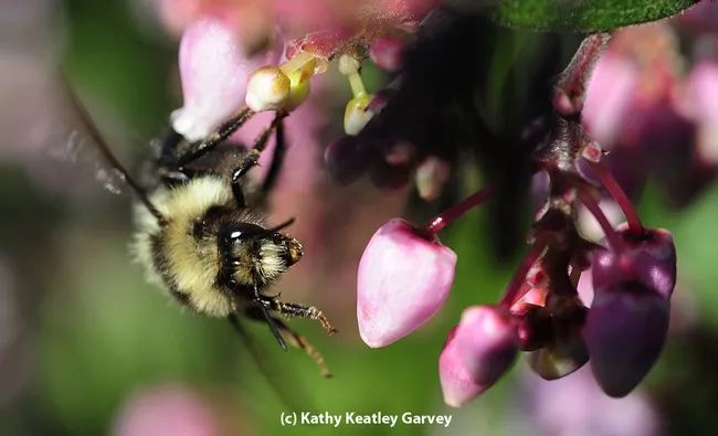 A queen black-tailed bumble bee, Bombus melanopygus, heading for manzanita blossoms. (Photo by Kathy Keatley Garvey)
