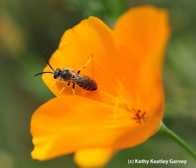 A male sweat bee, Halictus tripartitus, as identified by Robbin Thorp. It is leaving a California golden poppy. (Photo by Kathy Keatley Garvey)
