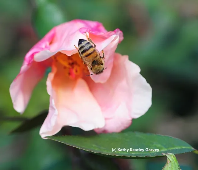 A honey bee checking out a butterfly rose. (Photo by Kathy Keatley Garvey)