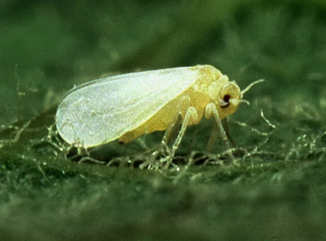 Silverleaf whitefly (Bemisia tabaci). Photo by Scott Baurer, USDA.