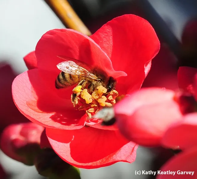 Honey bee foraging in a flowering quince. (Photo by Kathy Keatley Garvey)