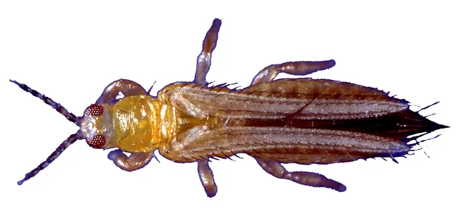 Western flower thrips. (Photo by Jack Kelly Clark, courtesy of entomologist Diane Ullman)