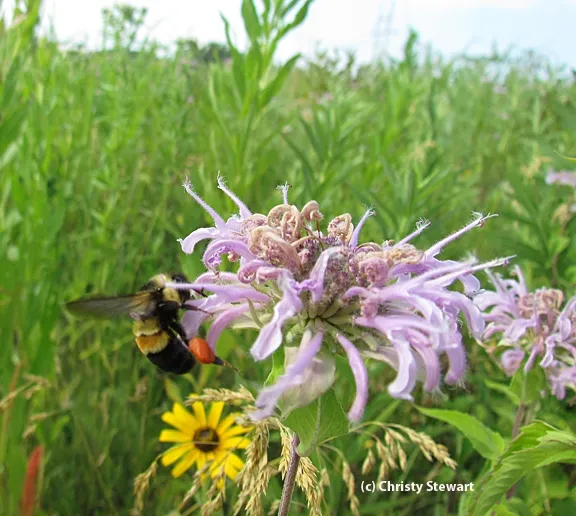 his photo of the rusty-patched bumble bee is the 2012 work of Christy Stewart at the Pheasant Branch Conservancy in Wisconsin.