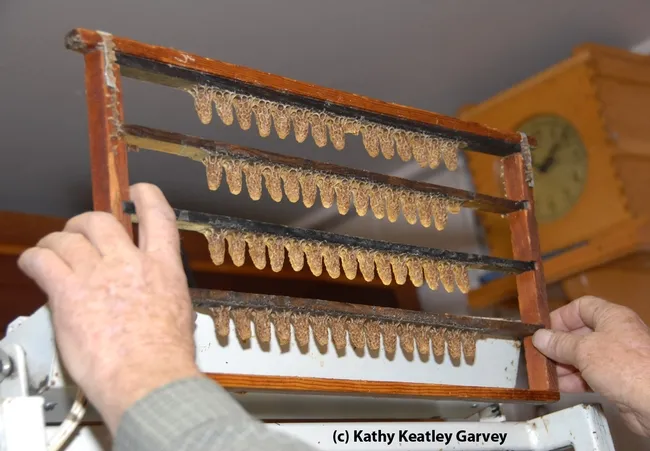 Queen cells. (Photo by Kathy Keatley Garvey)