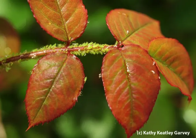 Aphid reunion on a rose. (Photo by Kathy Keatley Garvey)