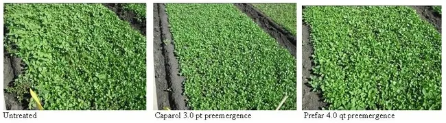 weed control in cilantro