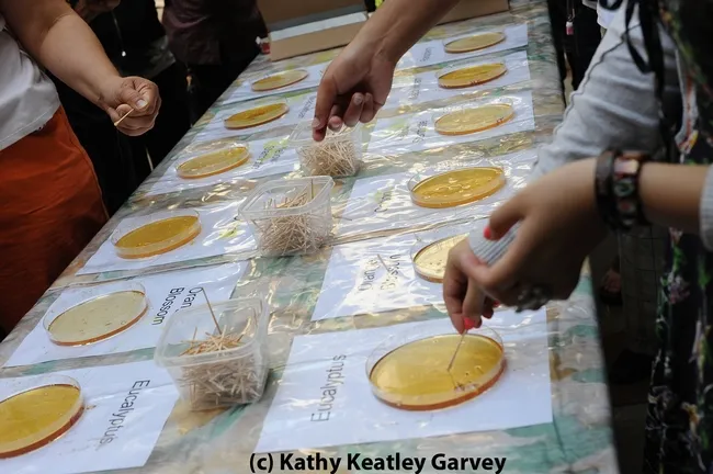 Honey-tasting is a popular activity at Briggs Hall during the UC Davis Picnic Day. (Photo by Kathy Keatley Garvey