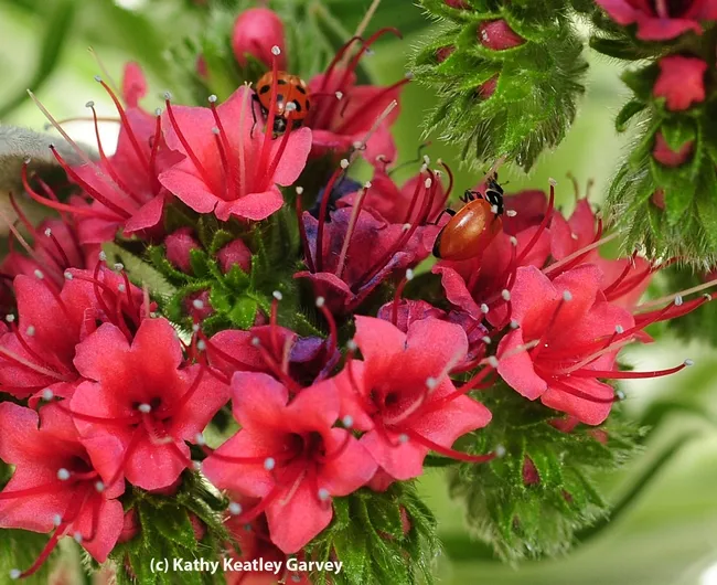 Two ladybugs in a tower of jewels, Echium wildpretii. (Photo by Kathy Keatley Garvey)