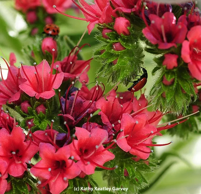 Ladybugs exploring the menu. (Photo by Kathy Keatley Garvey)