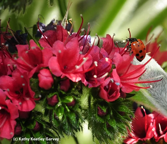 Hmm, looks like an aphid over there to me. (Photo by Kathy Keatley Garvey)