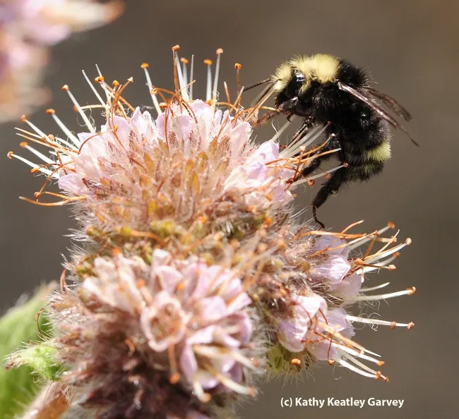Side view of bumble bee, Bombus vandykei. (Photo by Kathy Keatley Garvey)