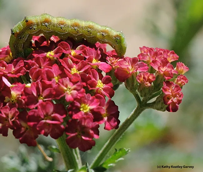 A noctuid cutworm, which will turn into a "dull brown moth," crawls on yarrow in the UC Davis Arboretum. (Photo by Kathy Keatley)