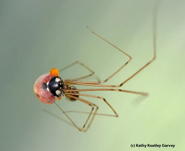Cellar spider proceeds to eat the ladybug, an insect that scientists agree is "foul-tasting" to predators. (Photo by Kathy Keatley Garvey)