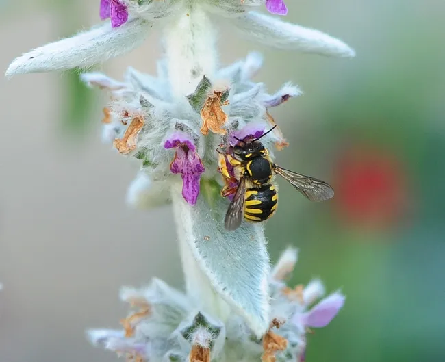 European wool carder bee nectaring on Lamb's Ear. (Photo by Kathy Keatley Garvey)