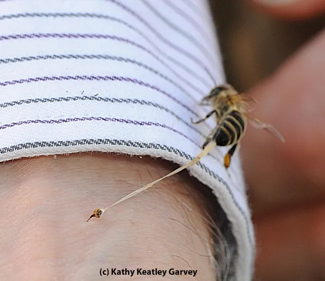 This photo, appearing in the field guide, is of Extension apiculturist Eric Mussen being stung by a honey bee. (Photo by Kathy Keatley Garvey)