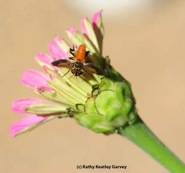 The feather-legged fly is a parasitoid that lays its eggs inside stink bugs and other agricultural pests. (Photo by Kathy Keatley Garvey)
