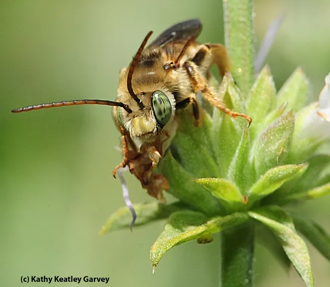 Male long-horned bee, Melissodes communis, on salvia. Identified by Robbin Thorp. (Photo by Kathy Keatley Garvey)