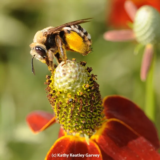 Female sunflower bee, Svastra obliqua expurgata, on Mexican hat flower. Identified by Robbin Thorp. (Photo by Kathy Keatley Garvey)