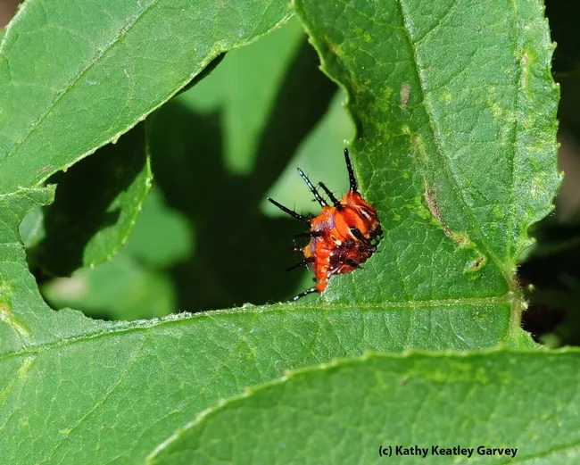 Gulf fritillary caterpillar munching away on passion flower leaves. (Photo by Kathy Keatley Garvey)