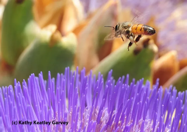 Honey bee packing white pollen. (Photo by Kathy Keatley Garvey)