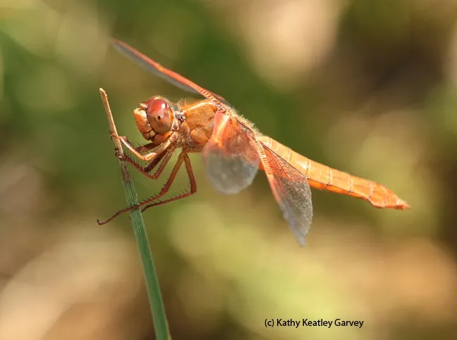 A female flame skimmer. (Photo by Kathy Keatley Garvey)