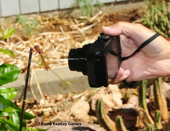 Female flame skimmer being photographed with the camera of Gary Zamzow. (Photo by Kathy Keatley Garvey)