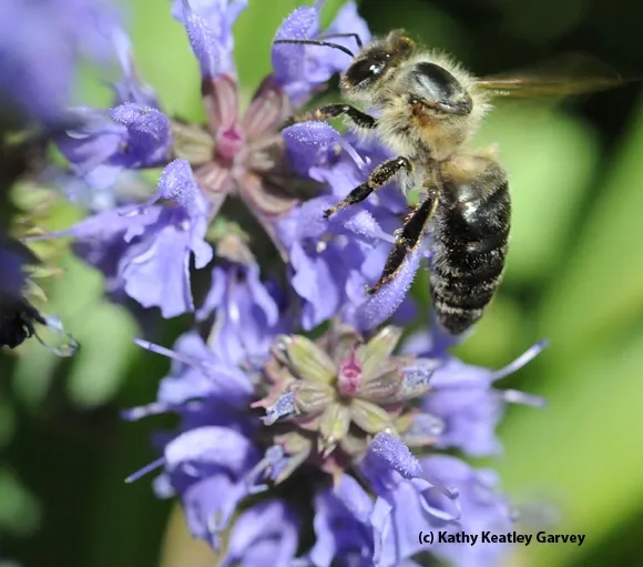An aged Caucasian bee. (Photo by Kathy Keatley Garvey)