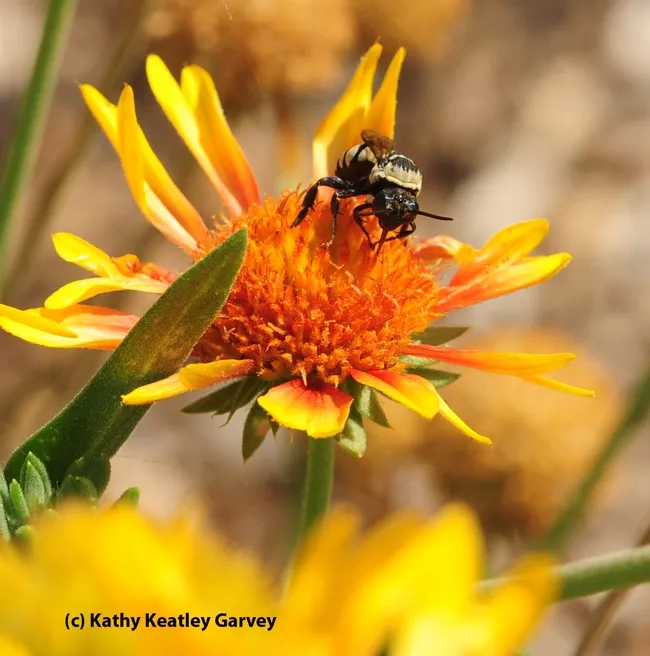 Male cuckoo bee sipping nectar. (Photo by Kathy Keatley Garvey)