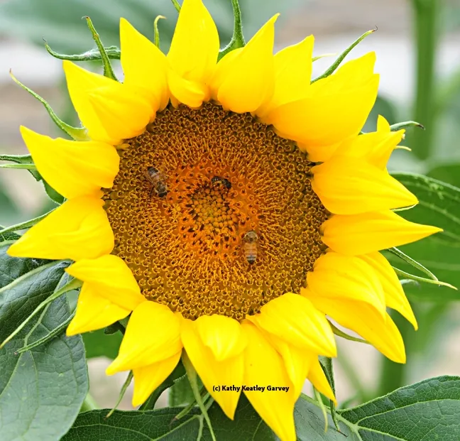 Honey bees and a sunflower bee forage on a sunflower head. (Photo by Kathy Keatley Garvey)