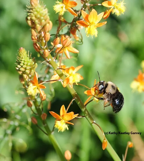 A male mountain carpenter bee, Xylocopa tabaniformis orpifex, nectaring on bulbine. (Photo by Kathy Keatley Garvey)
