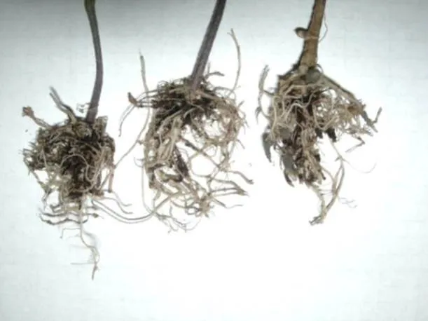 DNA herbicide injury on processing tomato Hembree Turini UCCE