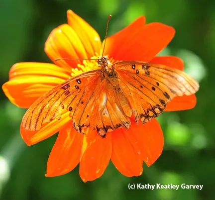 A perfect match: gulf fritillary on Mexican sunflower. (Photo by Kathy Keatley Garvey)