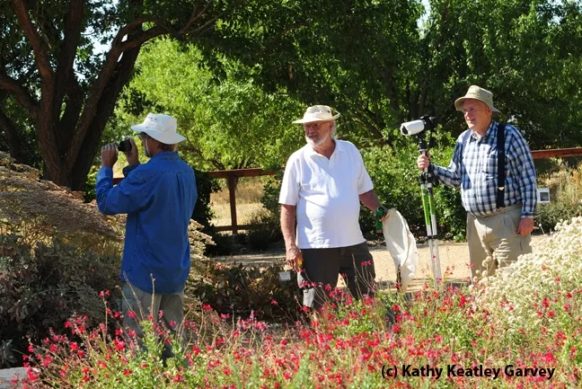 Davis photographer Gary Zamzow (far left); native pollinator specialist Robbin Thorp (center), emeritus professor of entomology at UC Davis, and Davis photographer Allan Jones in the Haagen-Dazs Honey Bee Haven. (Photo by Kathy Keatley Garvey)