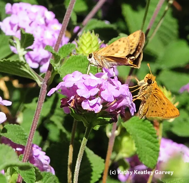 Courtship in the lantana: the female is on the left, and the male on the right. (Photo by Kathy Keatley Garvey)